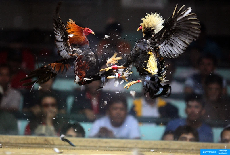 Popular Types of Cockfighting